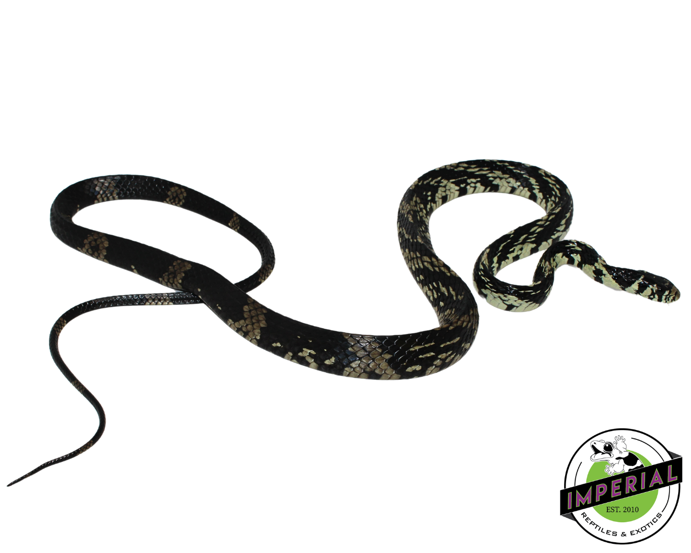 Tiger Rat Snake for sale, reptiles for sale, buy animals online