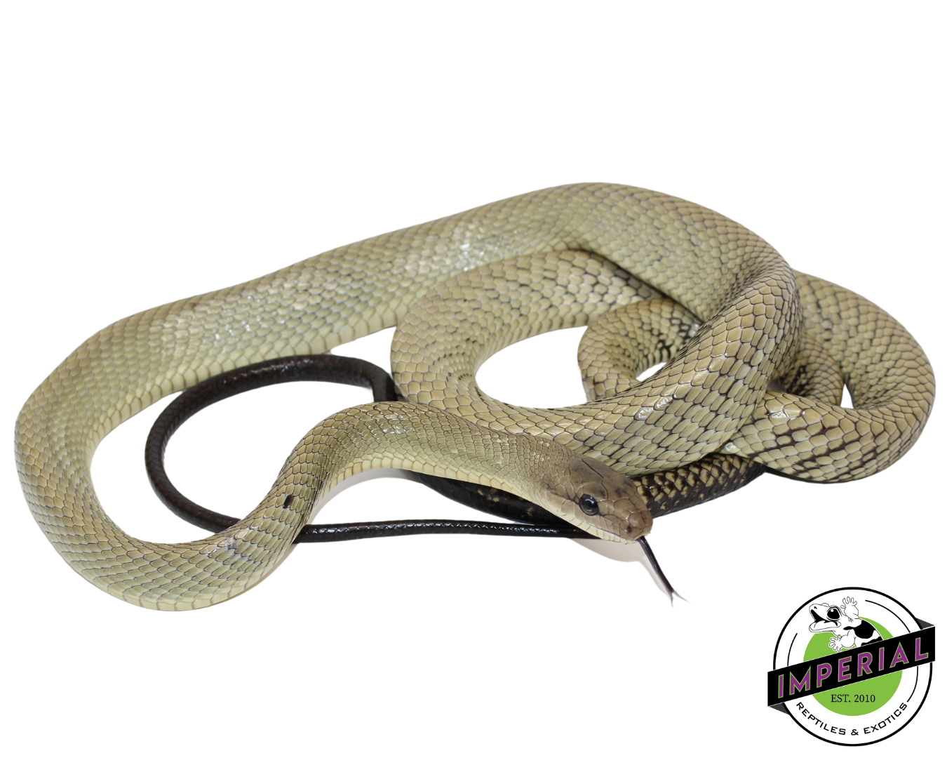Celebes Black-Tailed Rat Snake for sale, reptiles for sale, buy animals online