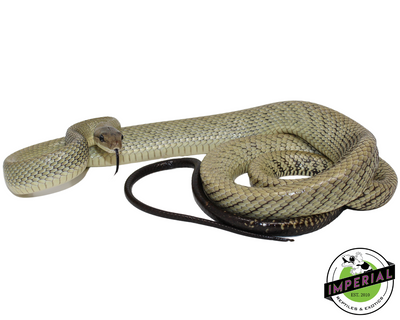 Celebes Black-Tailed Rat Snake for sale, reptiles for sale, buy animals online