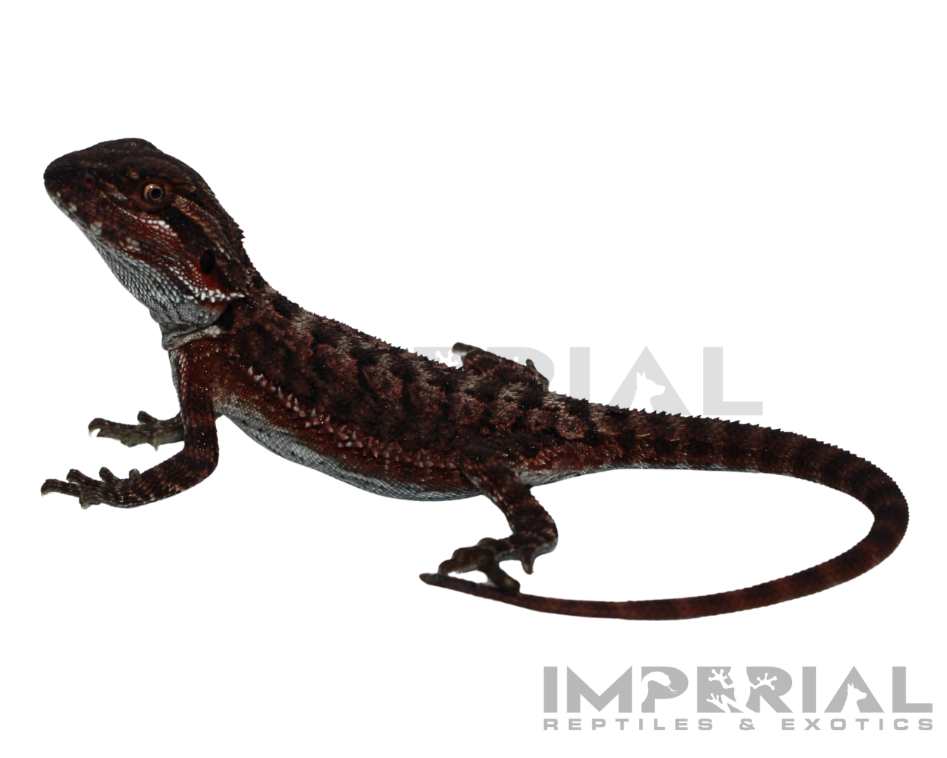 bearded monsters Red Monster Bearded Dragon Baby For Sale