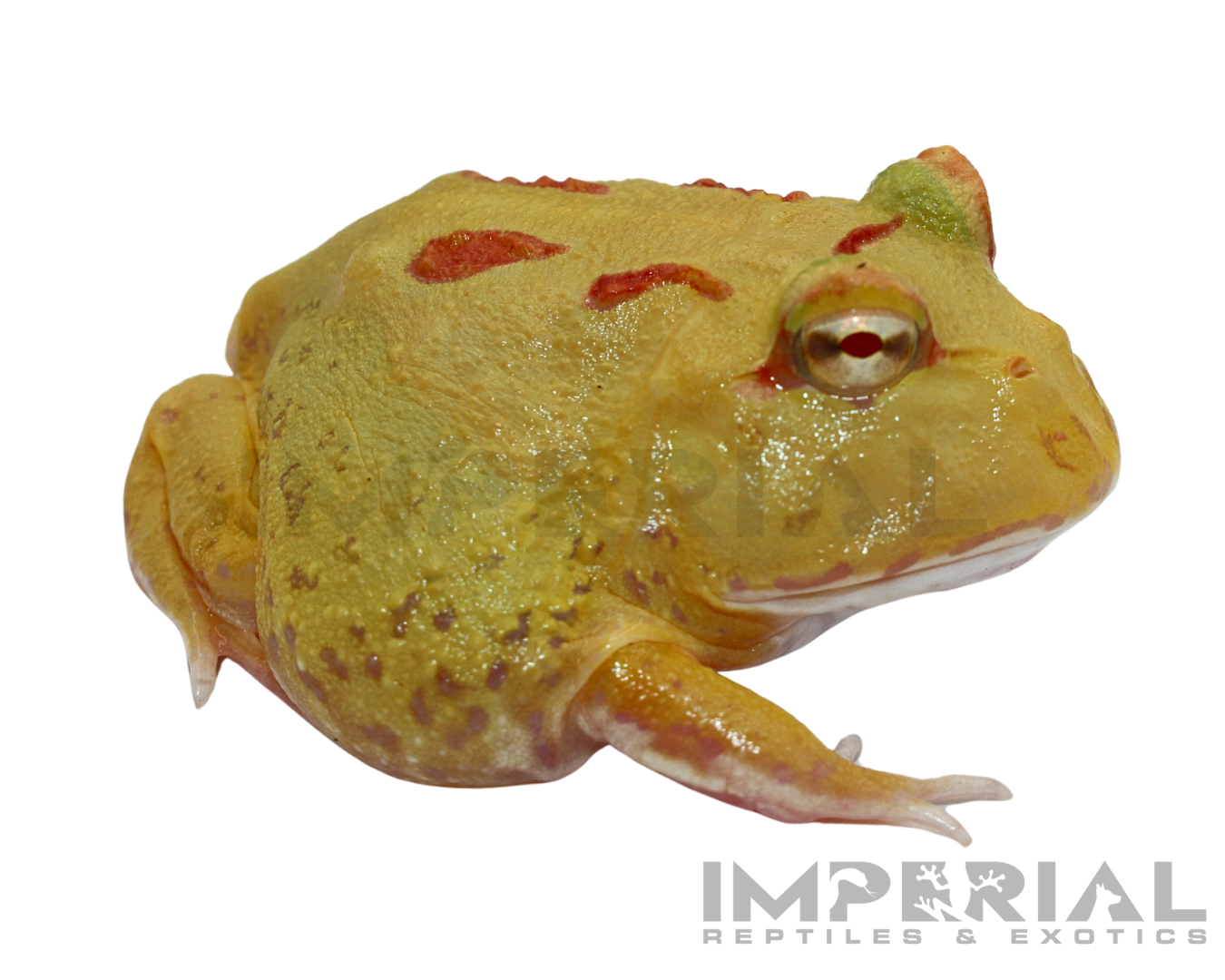 Key-Lime PacMan Frog For Sale | Imperial Reptiles – IMPERIAL