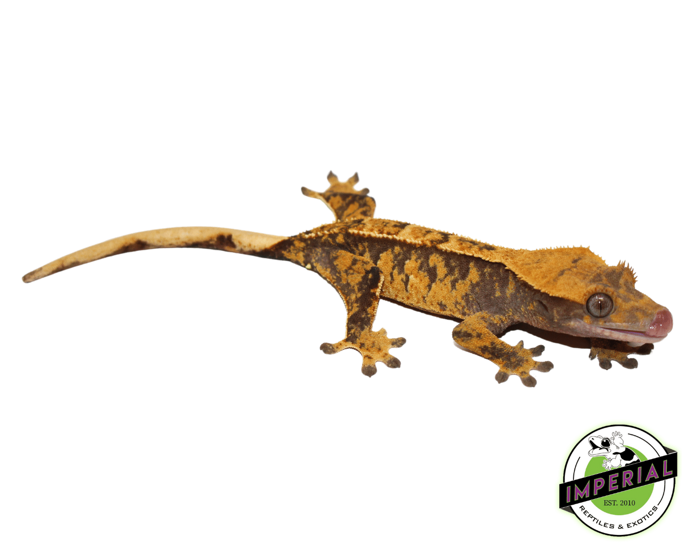 Crested Gecko For Sale - Imperial Reptiles – Imperial Reptiles & Exotics