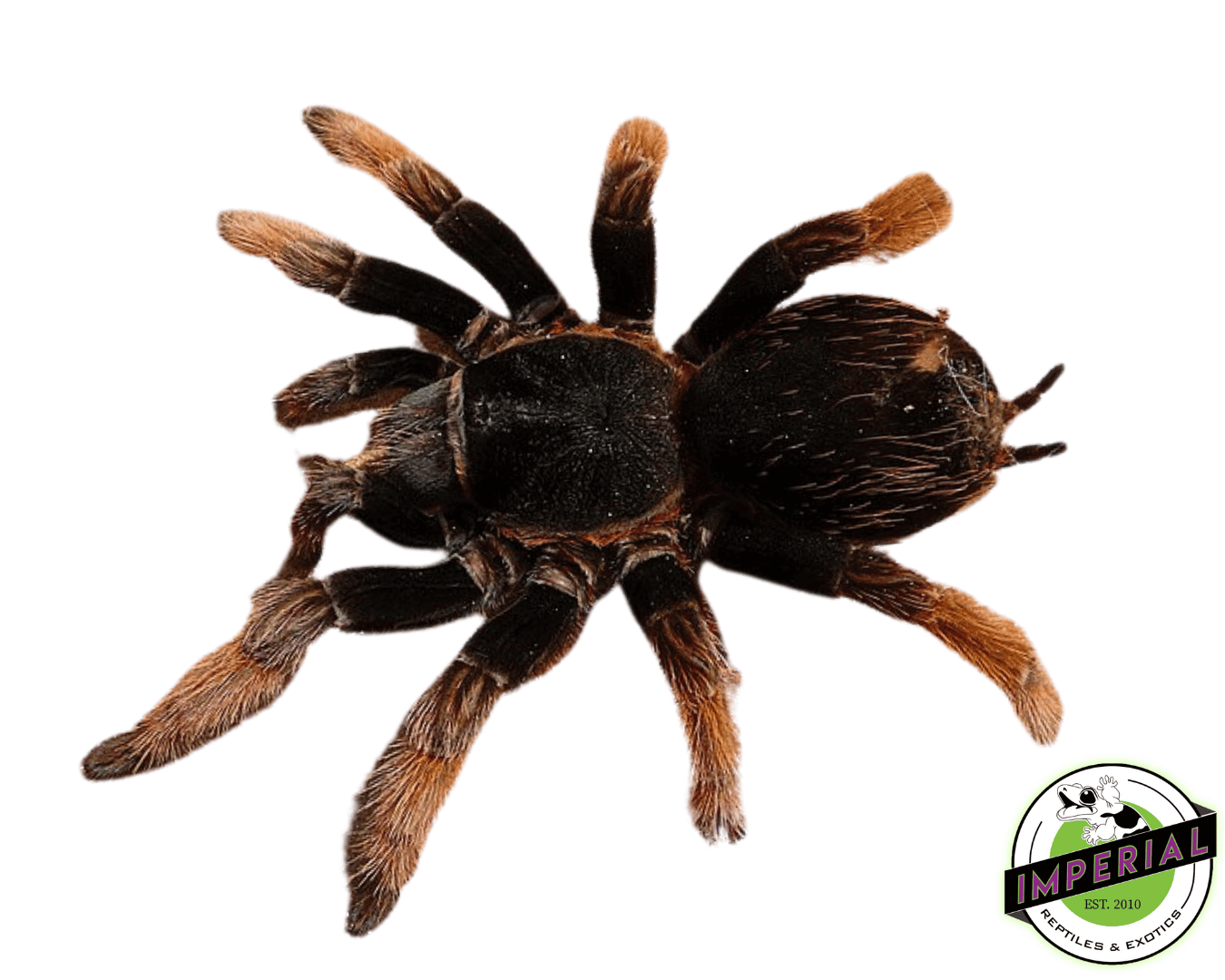 Dominican Stripe Knee Tarantula (Cytropholis cursor) For Sale