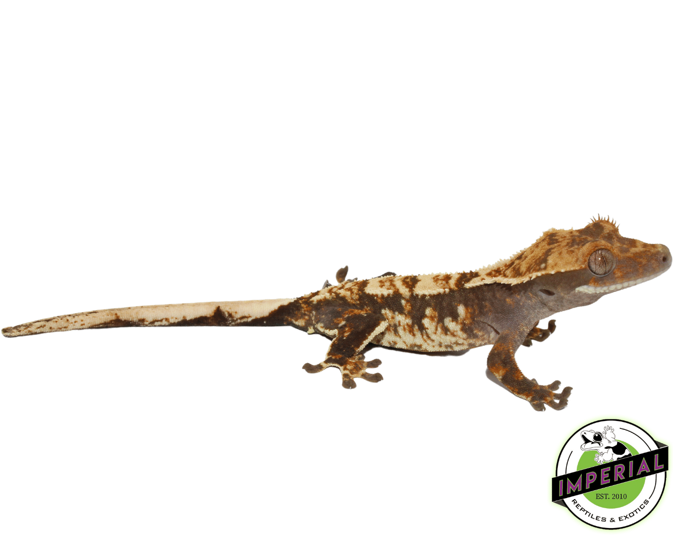 crested gecko for sale online, buy crested geckos at cheap prices
