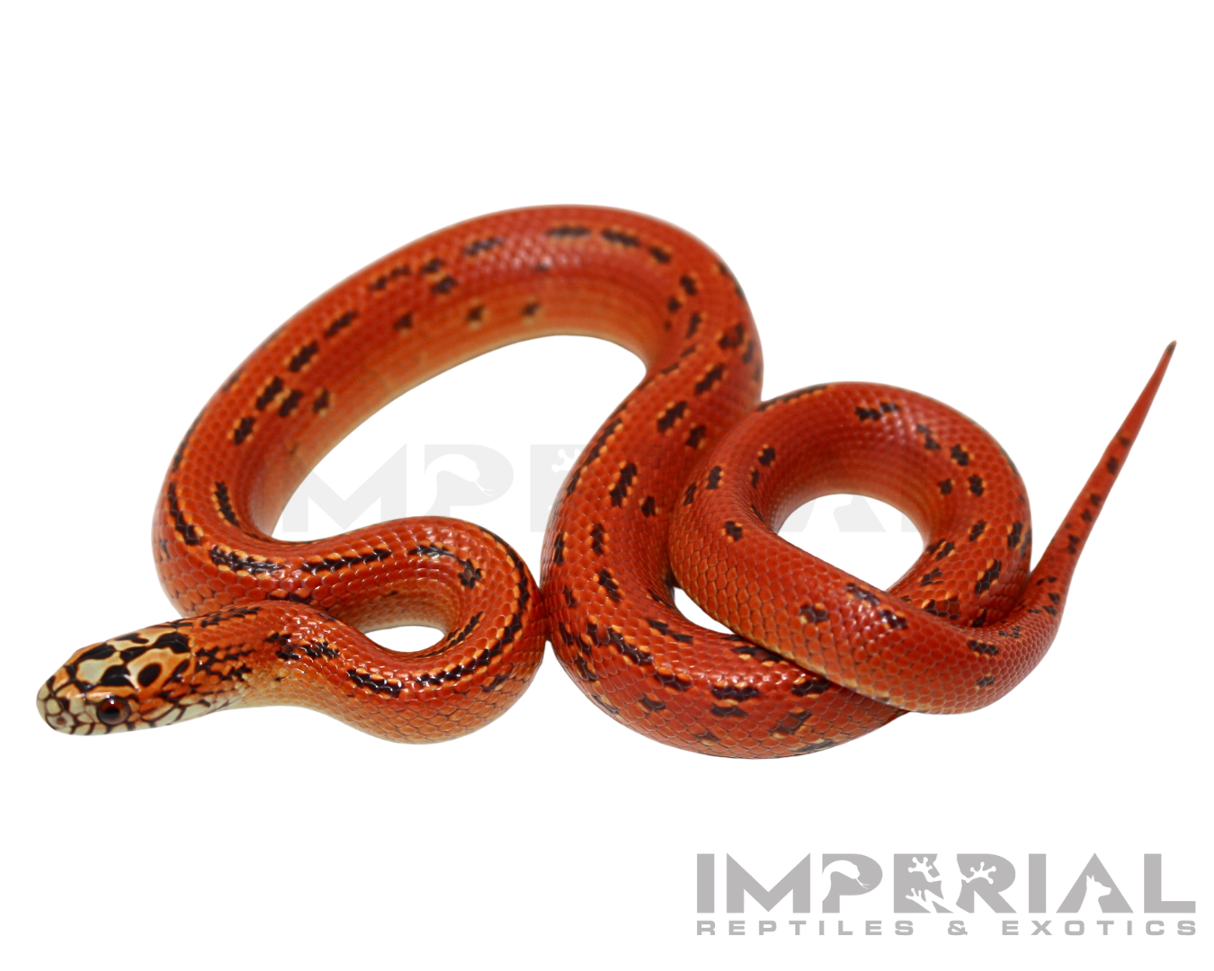 Hi-Red Hypo Ultra Mosaic Florida Kingsnake For Sale - Imperial