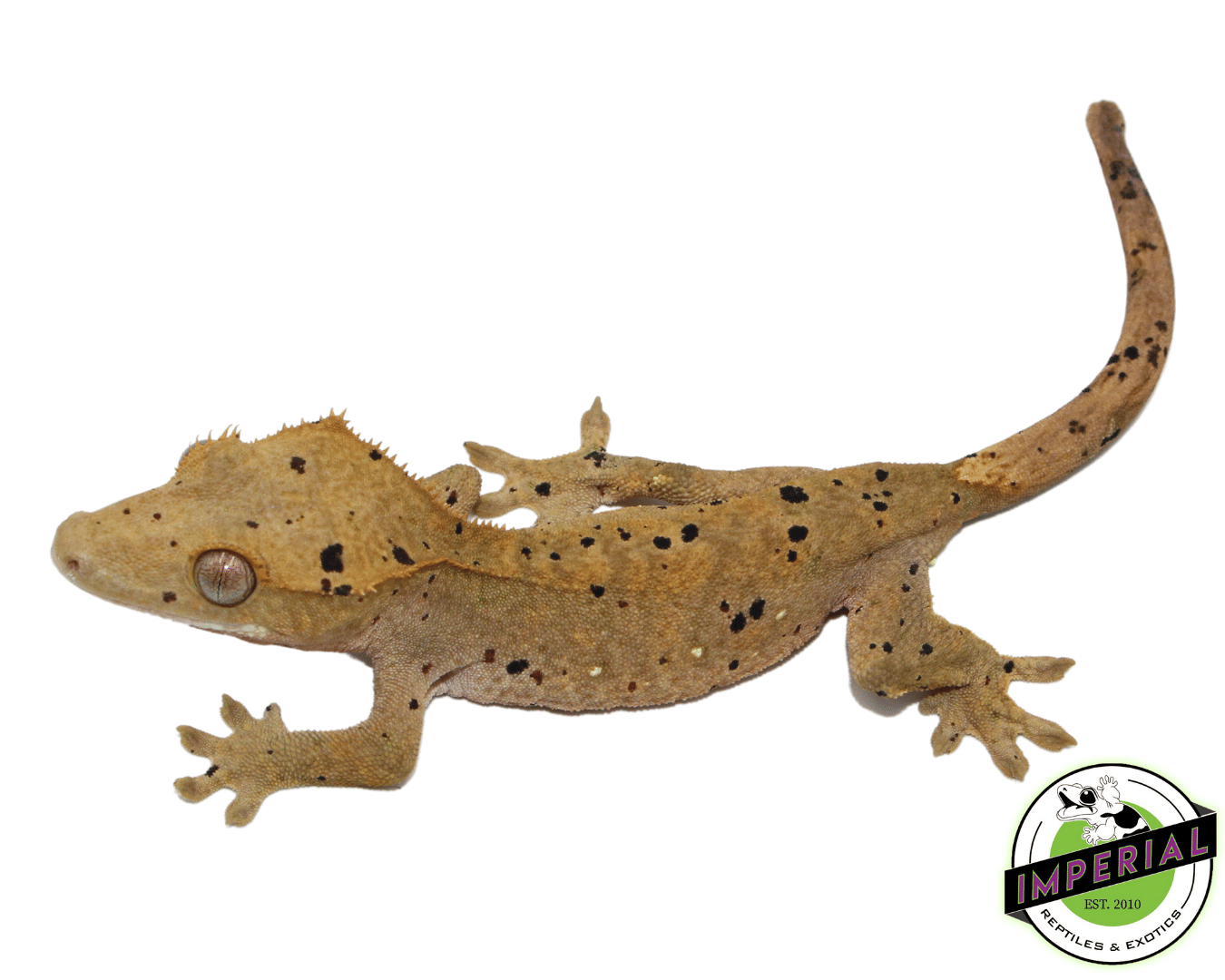 Ink Blotch Super Dalmatian Crested Gecko For Sale Imperial Reptiles