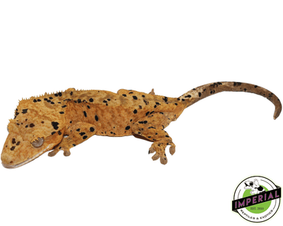 crested gecko for sale online, buy crested geckos at cheap prices