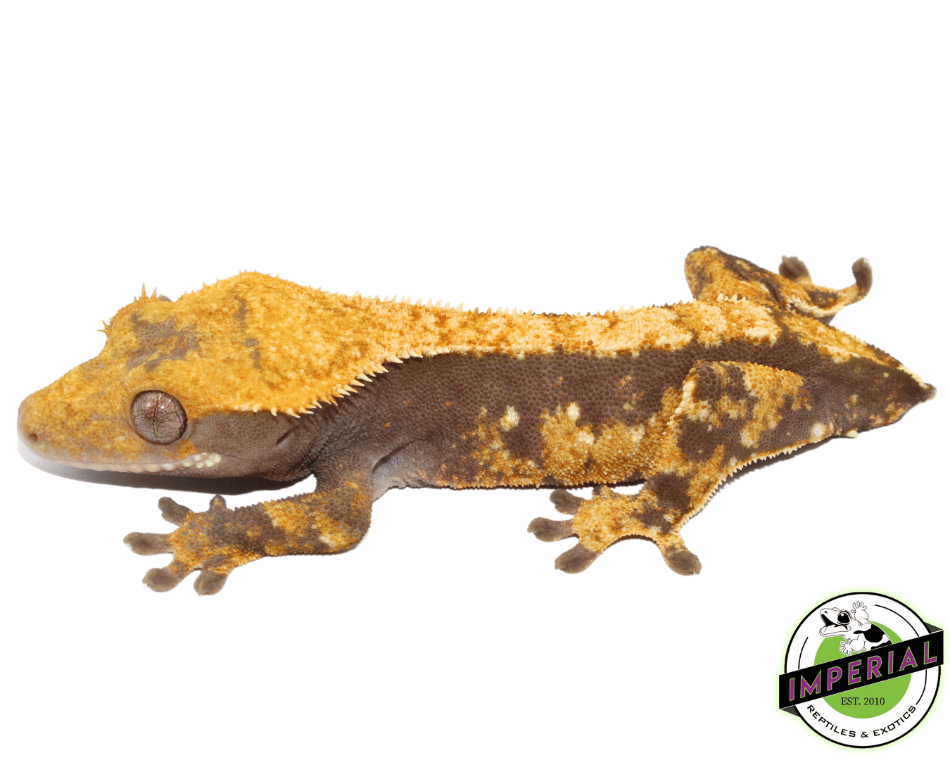 Crested gecko for sale online hot sale
