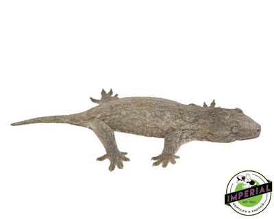 buy leachie geckos online at cheap prices
