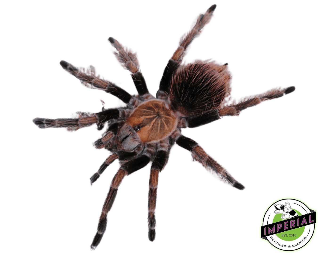 Mascara Giant BirdEater Tarantula (Pamphobeteus sp. 'Mascara') For