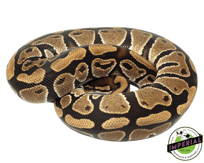 ball python for sale online at cheap prices, buy adult ball pythons near me