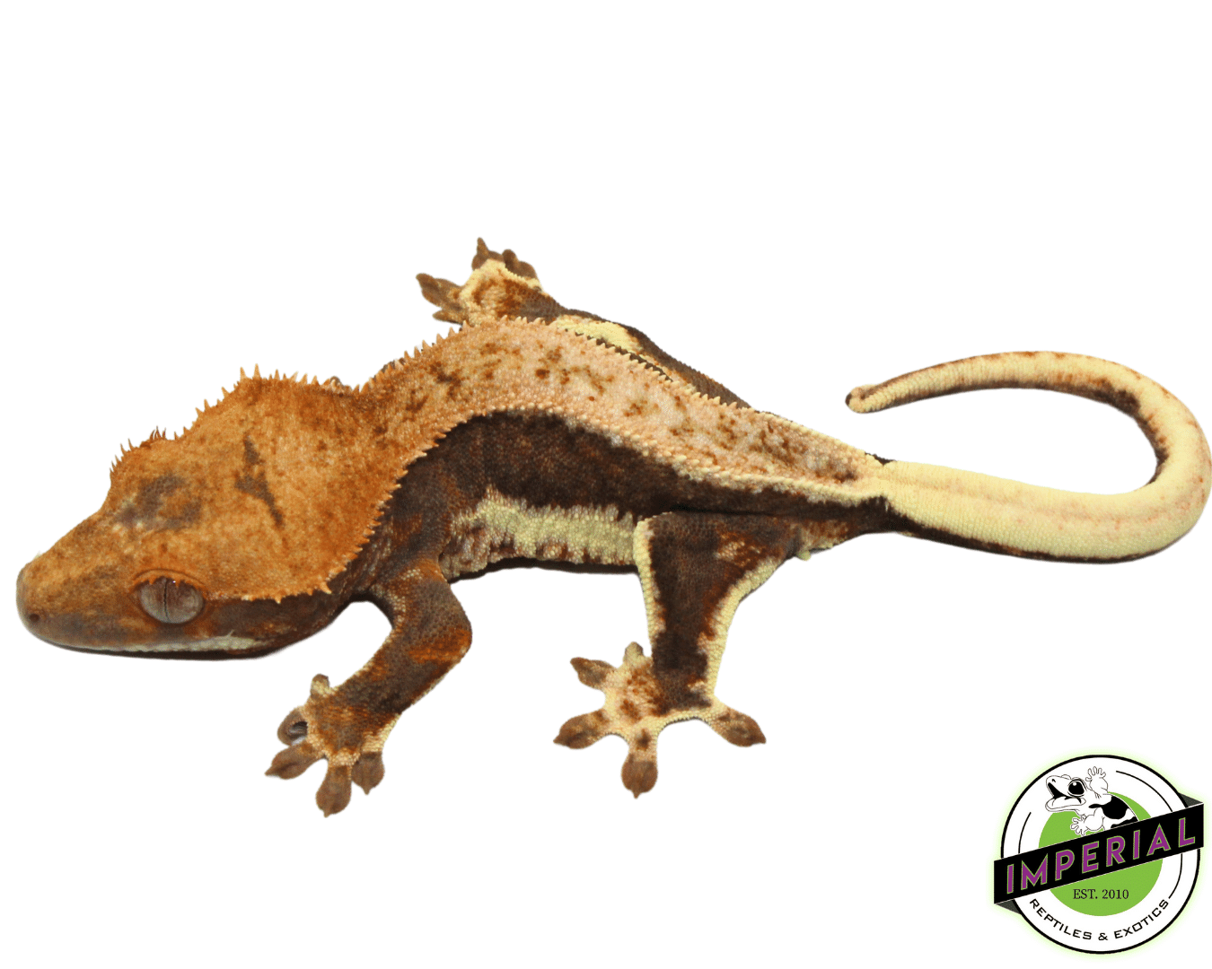 lily white crested gecko price Orange Head Dark Base" Lilly White Crested Gecko For Sale