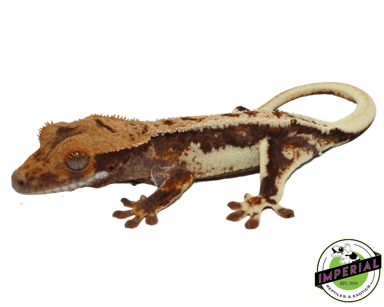 lily white gecko Red Harlequin" Lilly White Crested Gecko For Sale