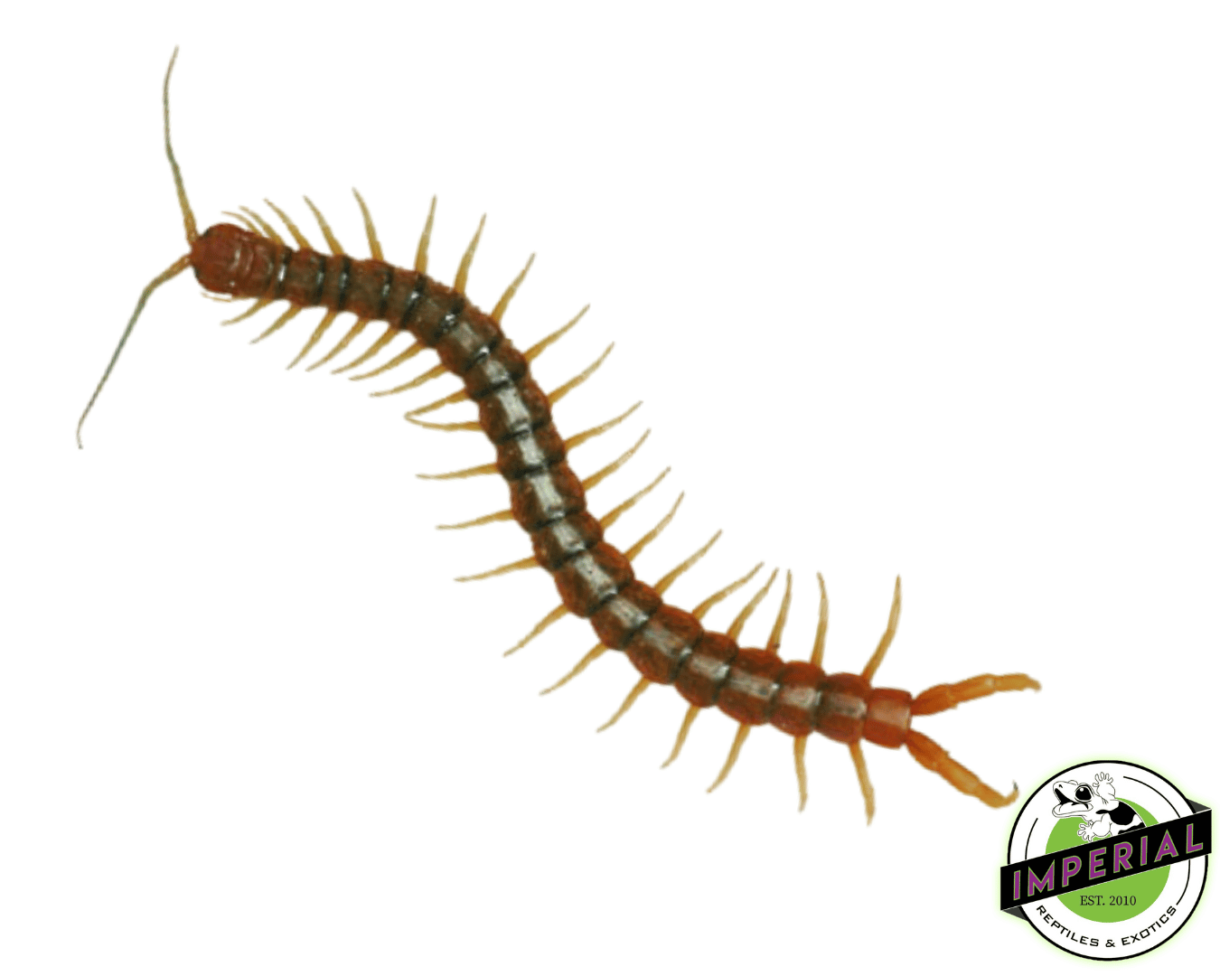 buy centipedes online at cheap prices, tarantula for sale near me