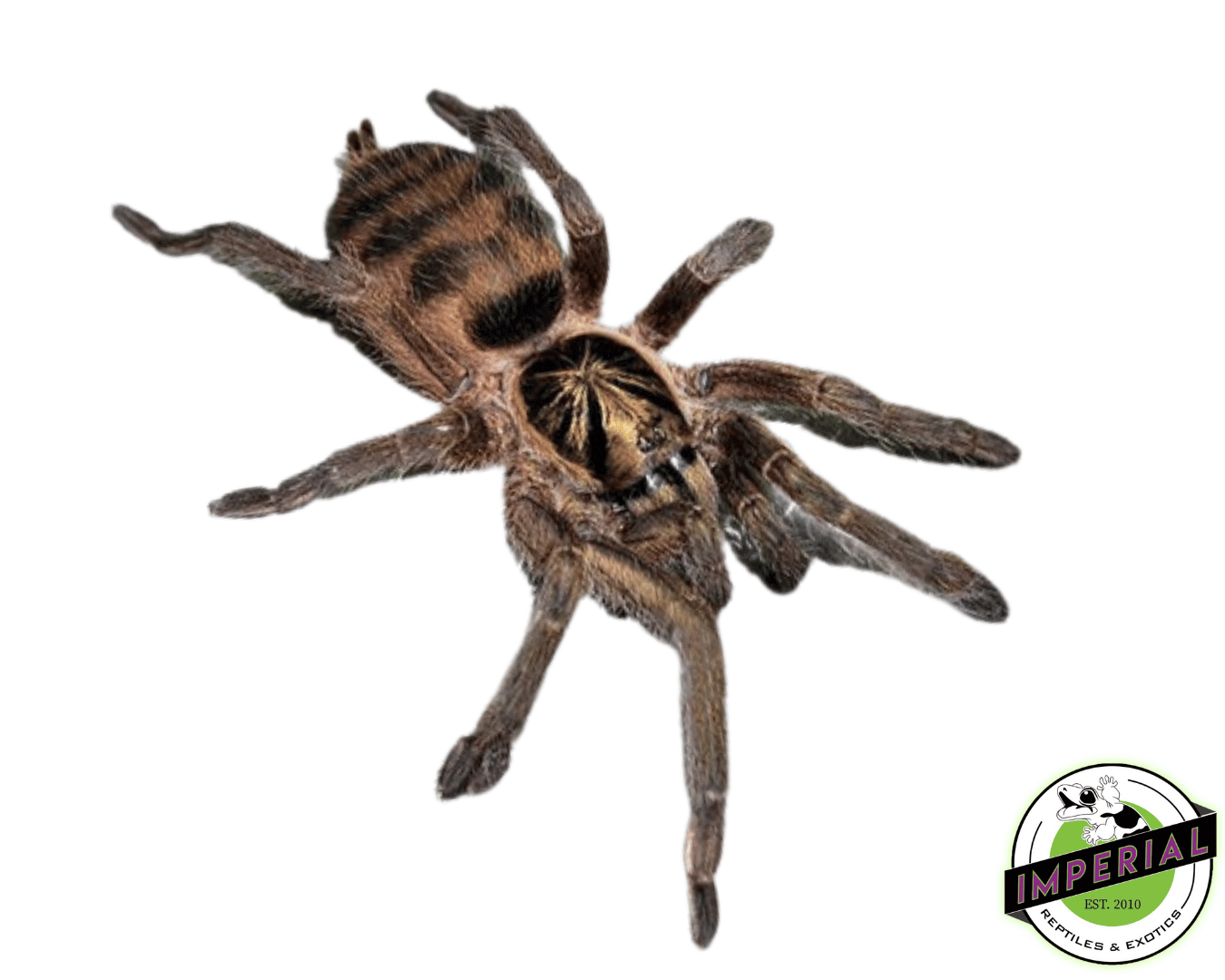 Trinidadian Olive Tarantula (Neoholothele incei) For Sale