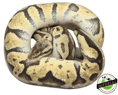 citrus ball python for sale, buy reptiles online