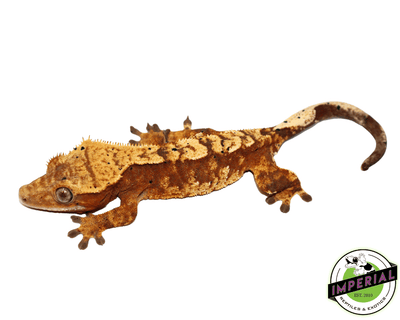 adult crested geckos for sale online at cheap prices, buy crested gecko near me