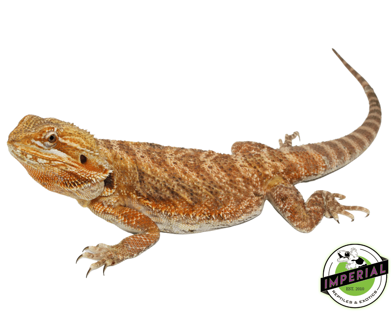 Bearded Dragon Pet Care Clinic Near Me Reptile Vet Kyle, TX 24