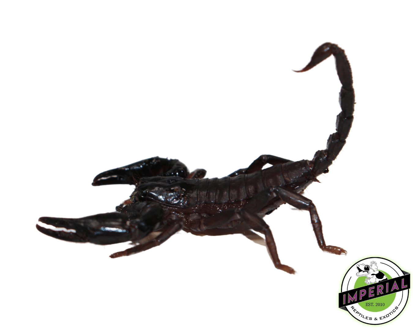 Juvenile Asian Forest Scorpion – IMPERIAL REPTILES & EXOTICS