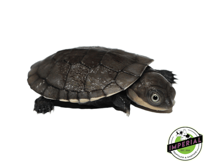 buy african helmeted turtle for sale, buy reptiles online