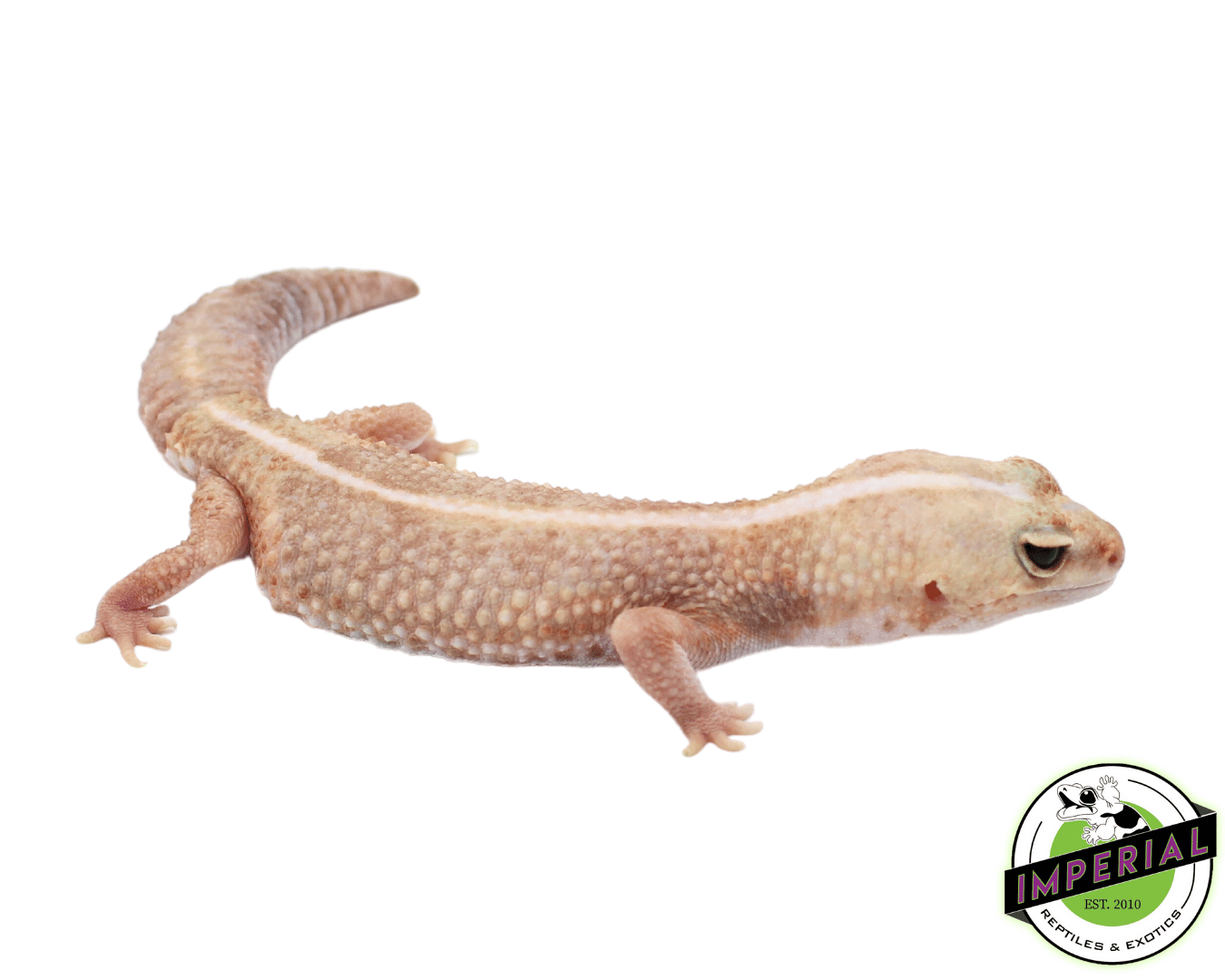 Amel Zero African Fat Tail Gecko Adult For Sale - Imperial