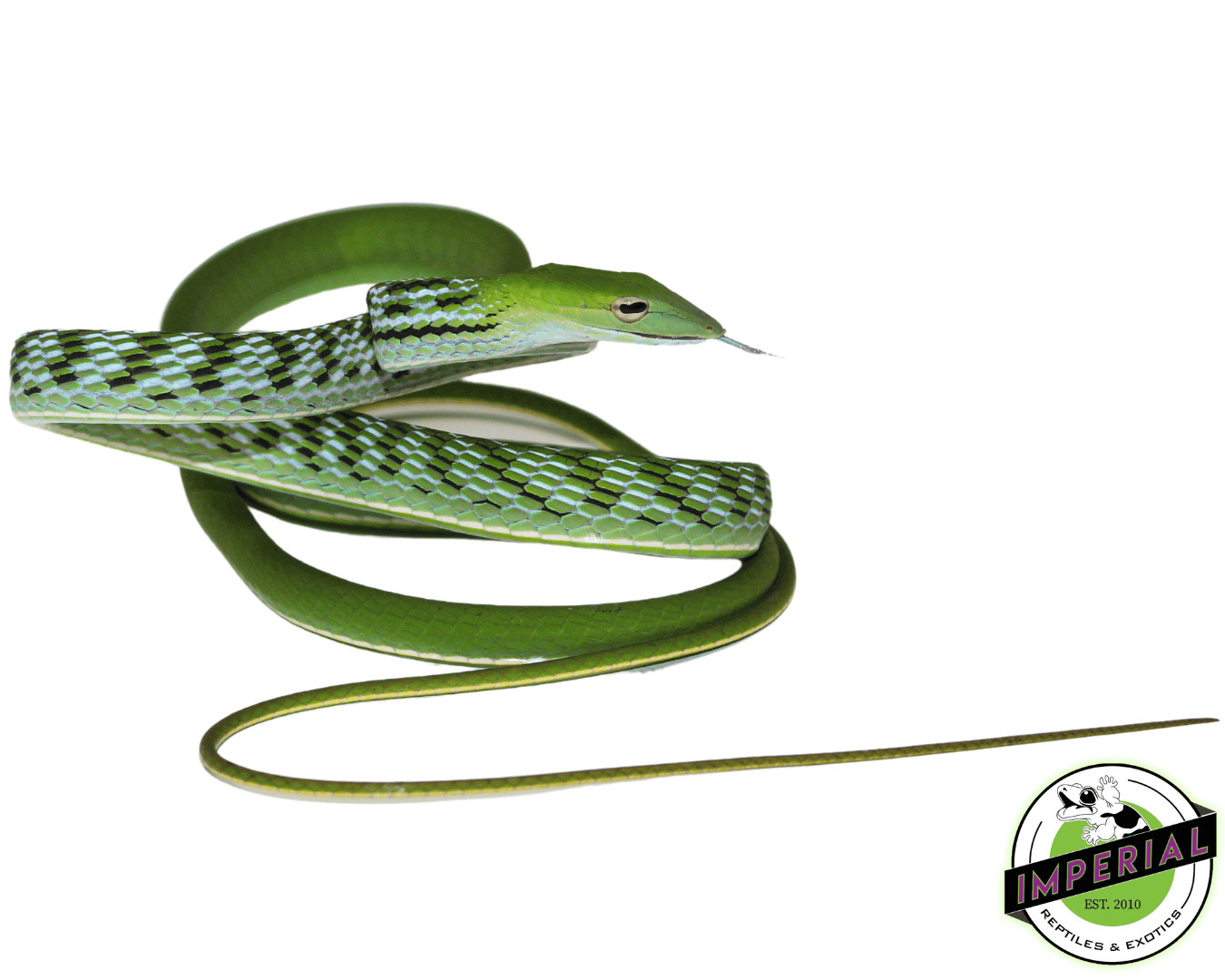 Asian Vine Snake For Sale - Imperial Reptiles – IMPERIAL REPTILES