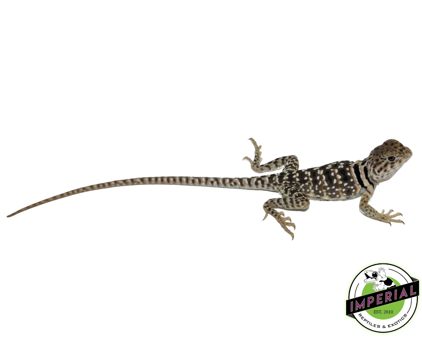 Buy lizard near me clearance