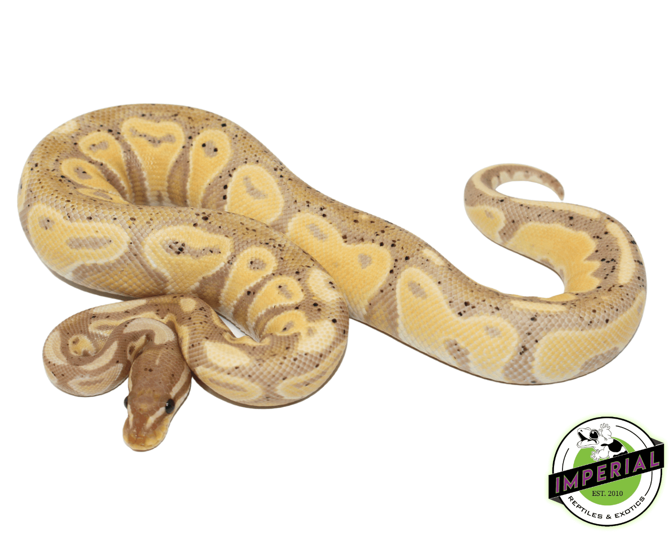 Blackhead Banana Ball Python For Sale Imperial Reptiles IMPERIAL
