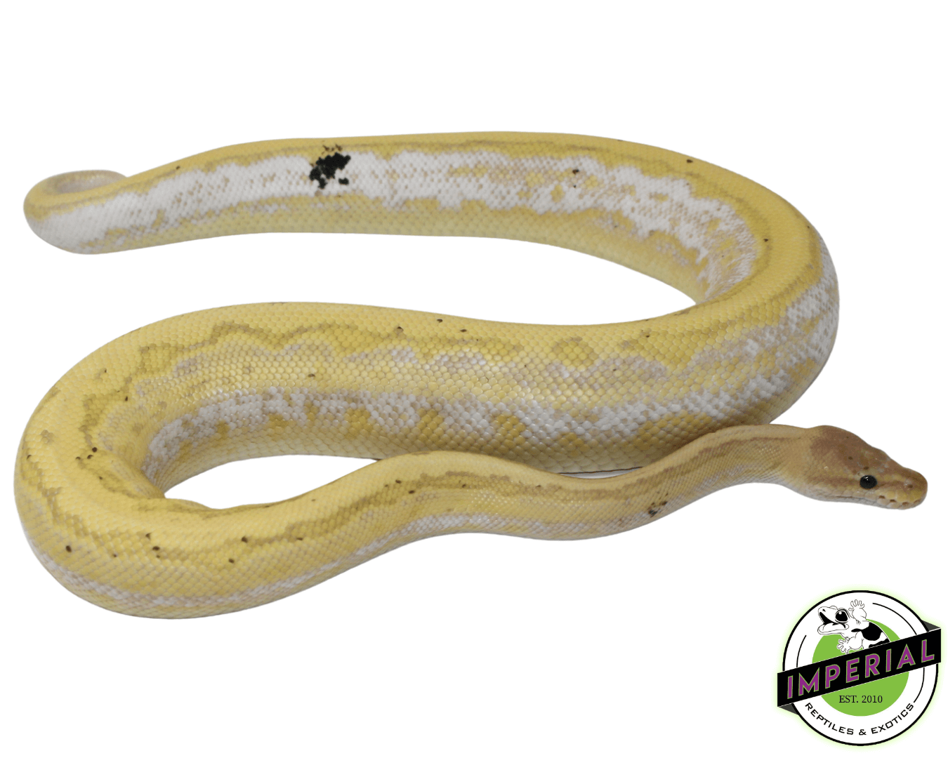 Banana Calico Pinstripe Cinnamon Yellowbelly Ball Python For Sale