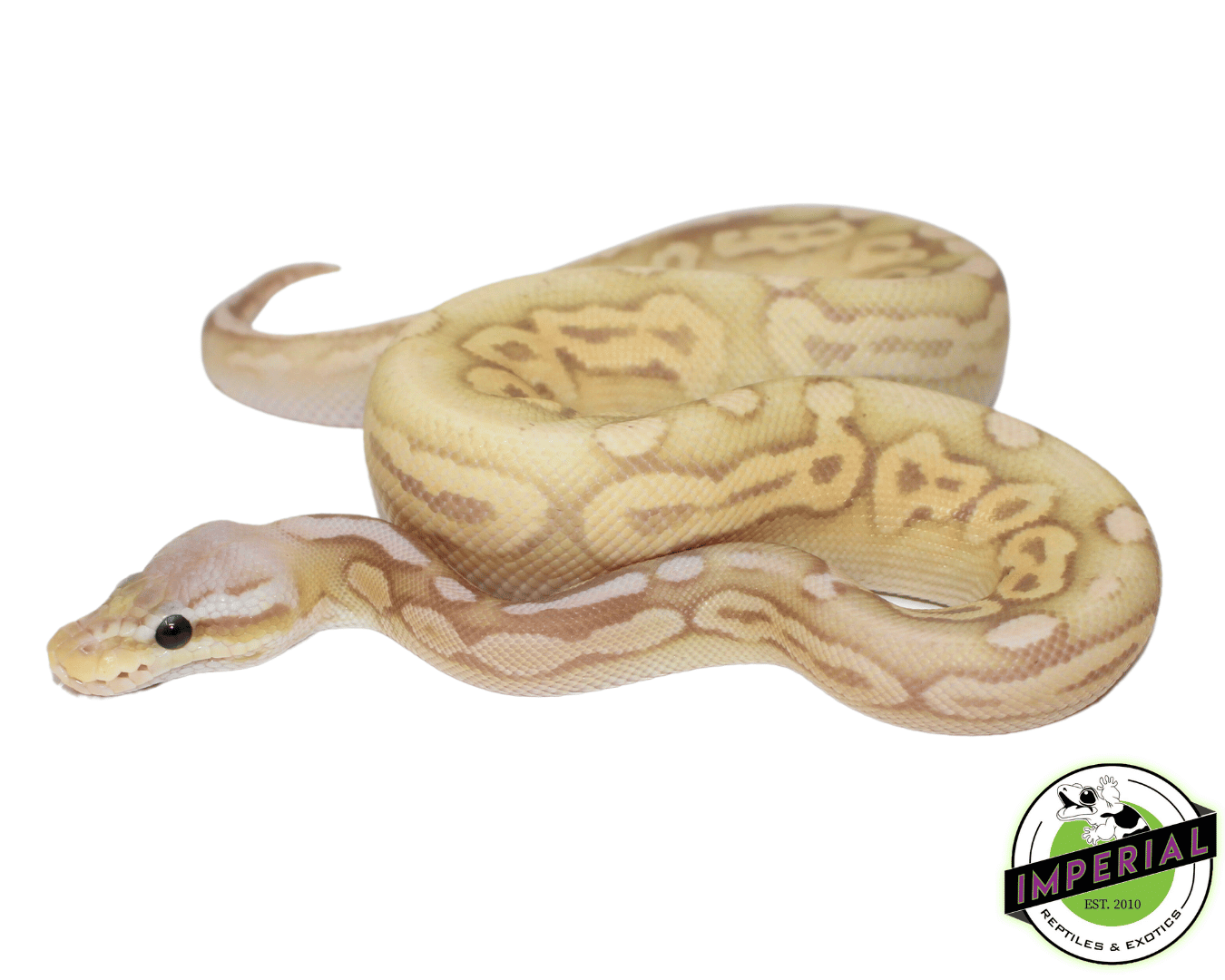 Banana Sterling Ball Python For Sale Imperial Reptiles IMPERIAL
