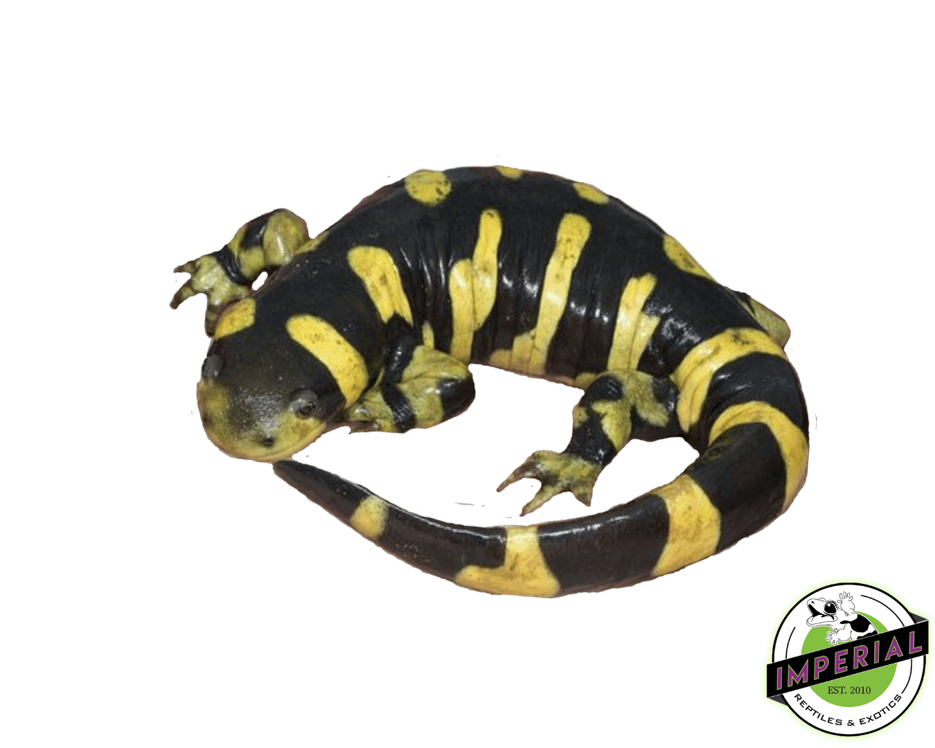 Tiger Salamanders For Sale Snakes At Sunset 53 OFF