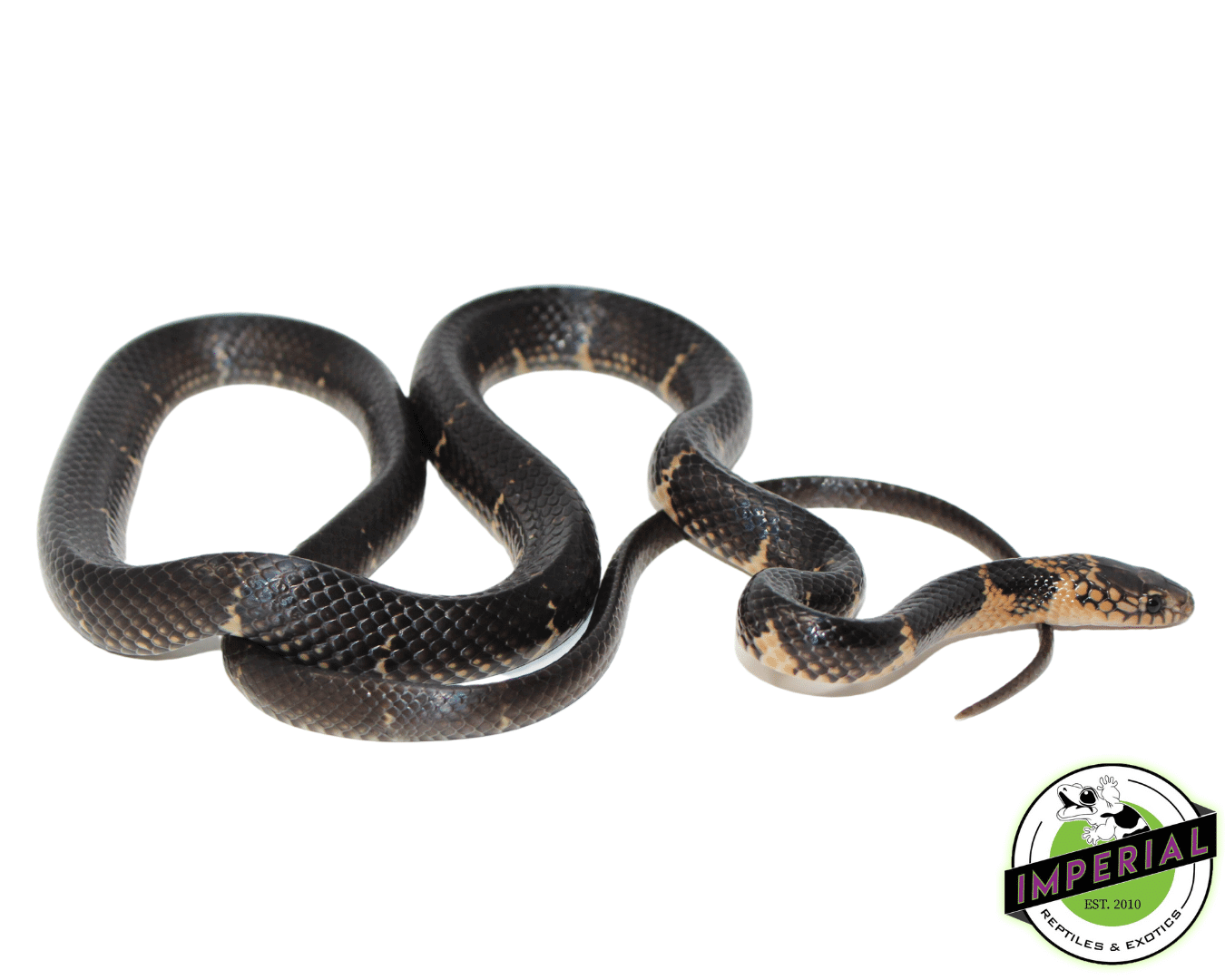snake出品 Northern Moluccan Snake (Stegonotus batjanensis) For Sale
