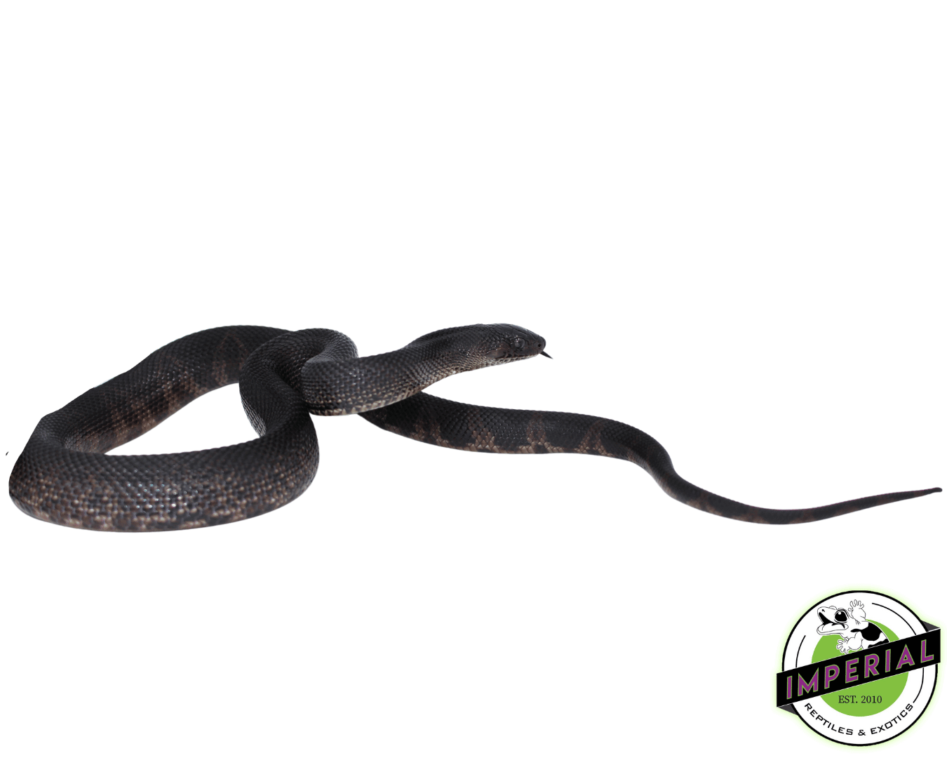 black pine snake for sale, buy reptiles online