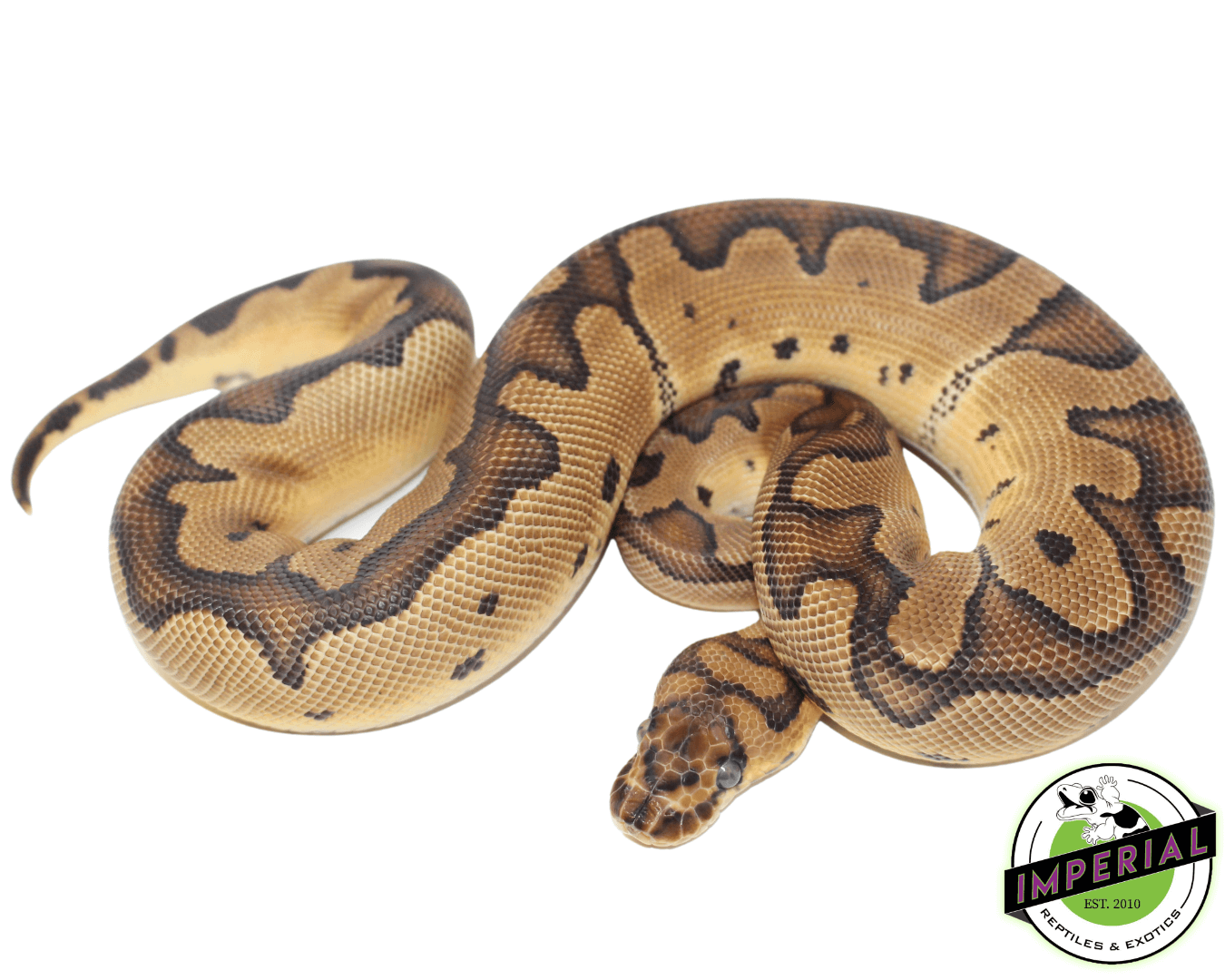 Blade Clown ball python for sale, buy reptiles online