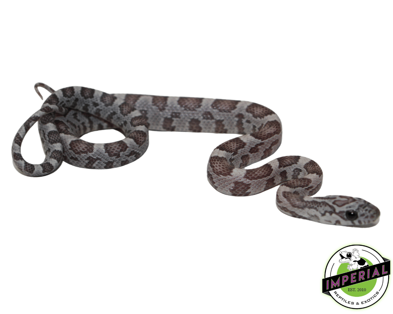 Blue Sunkissed Corn Snake For Sale Imperial Reptiles IMPERIAL