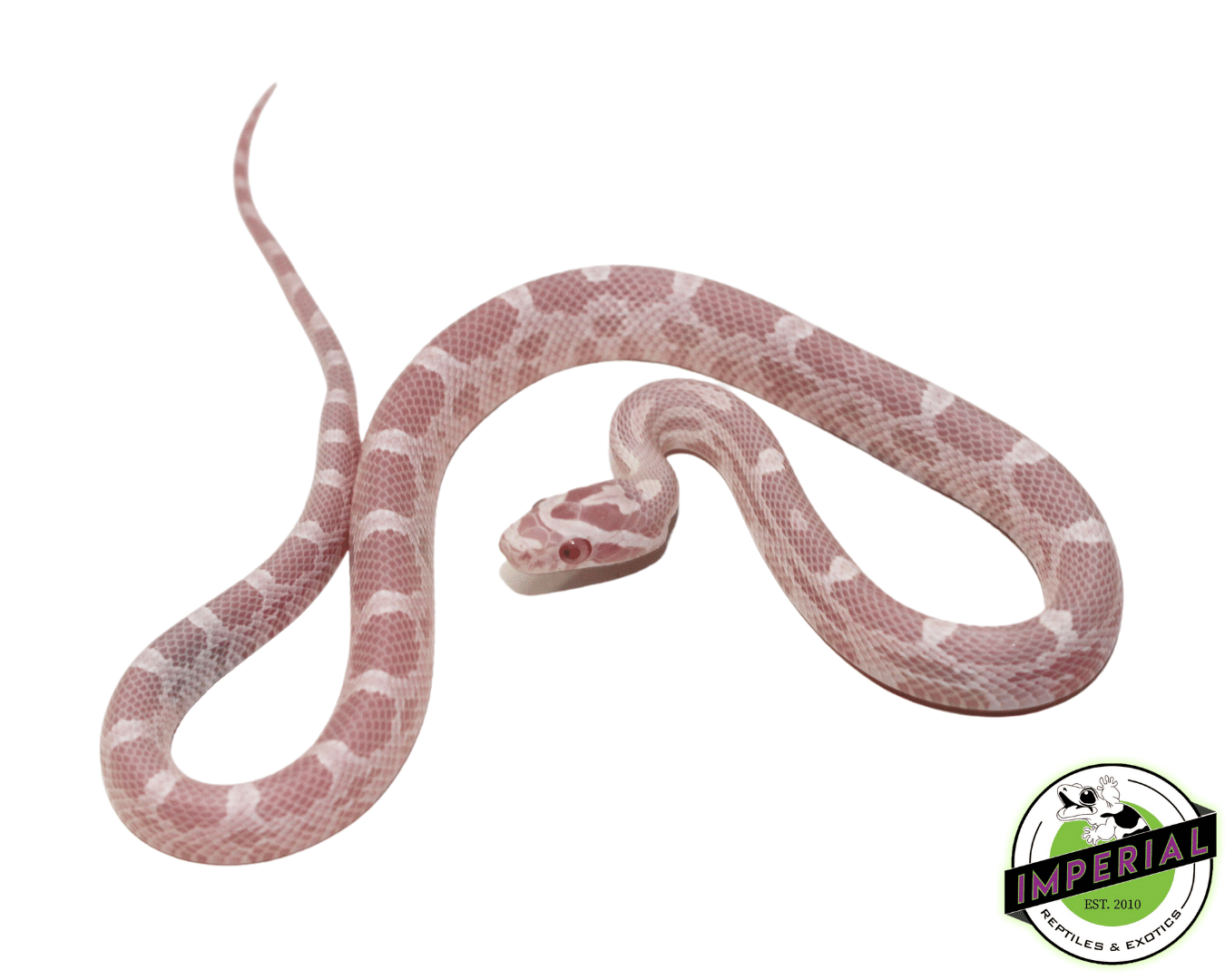 snow bubblegum corn snake for sale, buy reptiles online