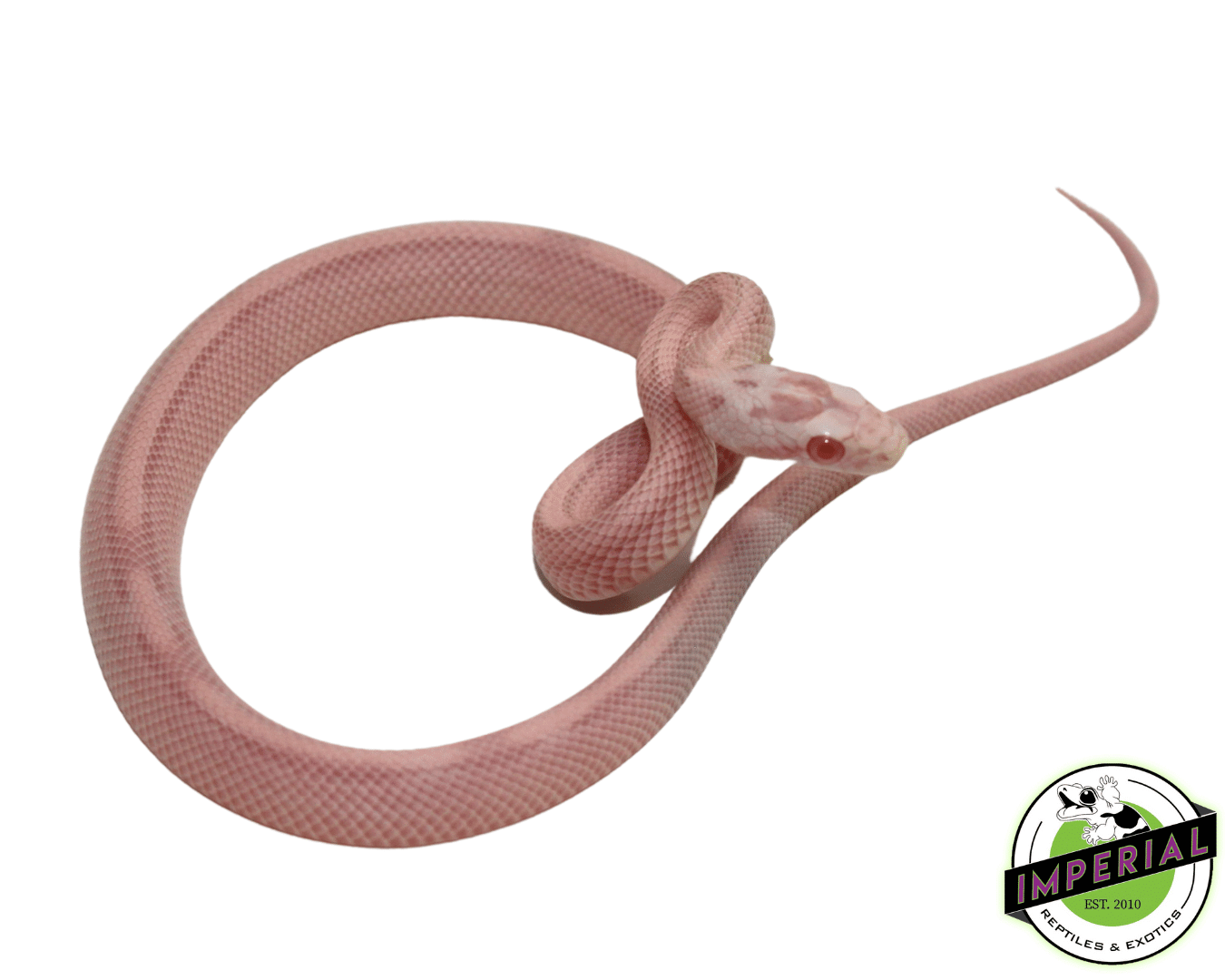 Wholesale Lugarti Snake Hook - Hot Pink