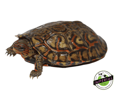 CA wood turtle for sale, buy reptiles online