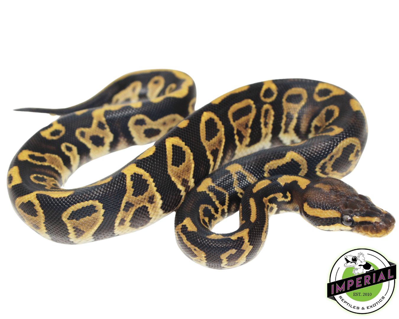 Ball Python For Sale Imperial Reptiles IMPERIAL REPTILES & EXOTICS