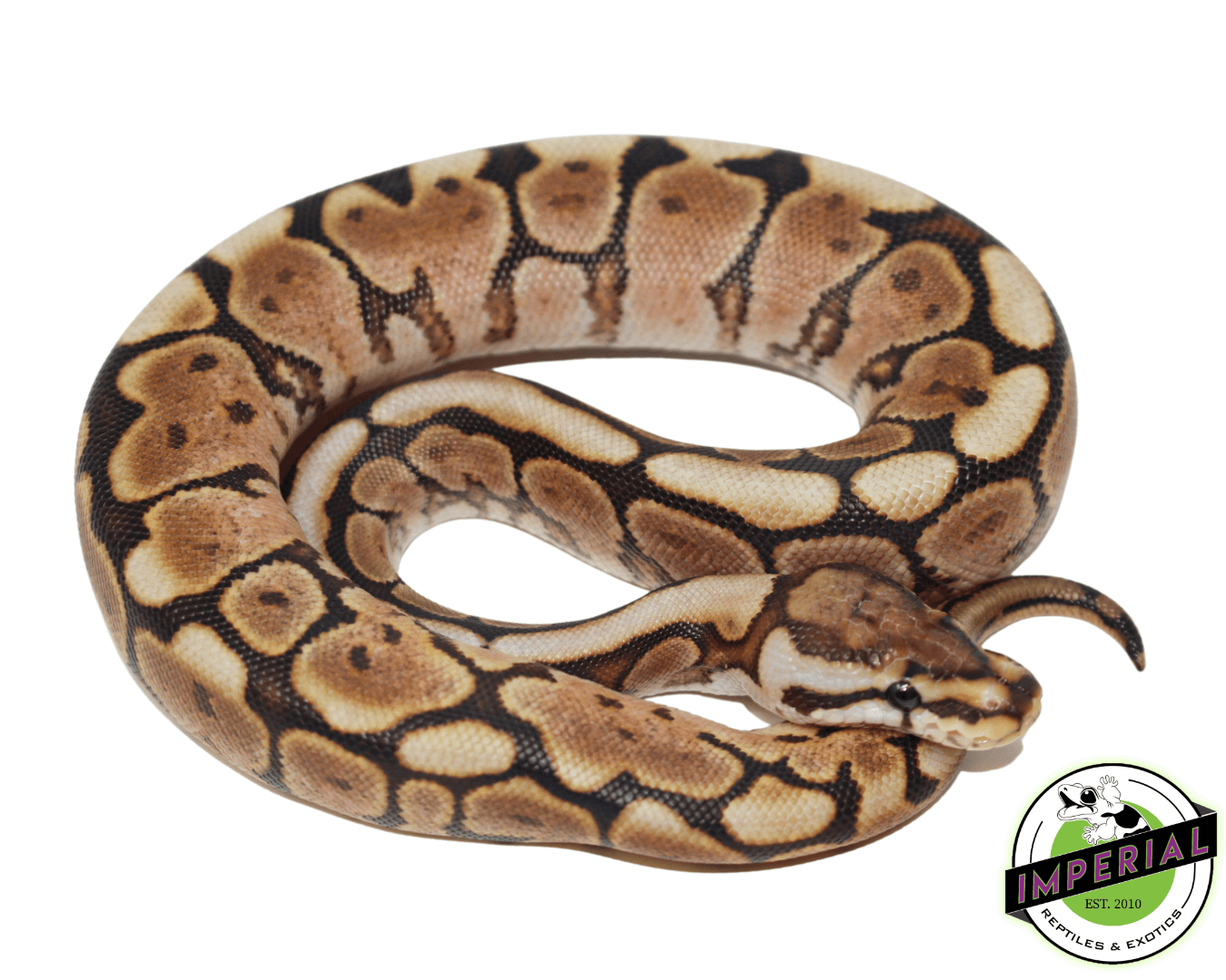 Cinnabee Yellowbelly ball python for sale, buy reptiles online