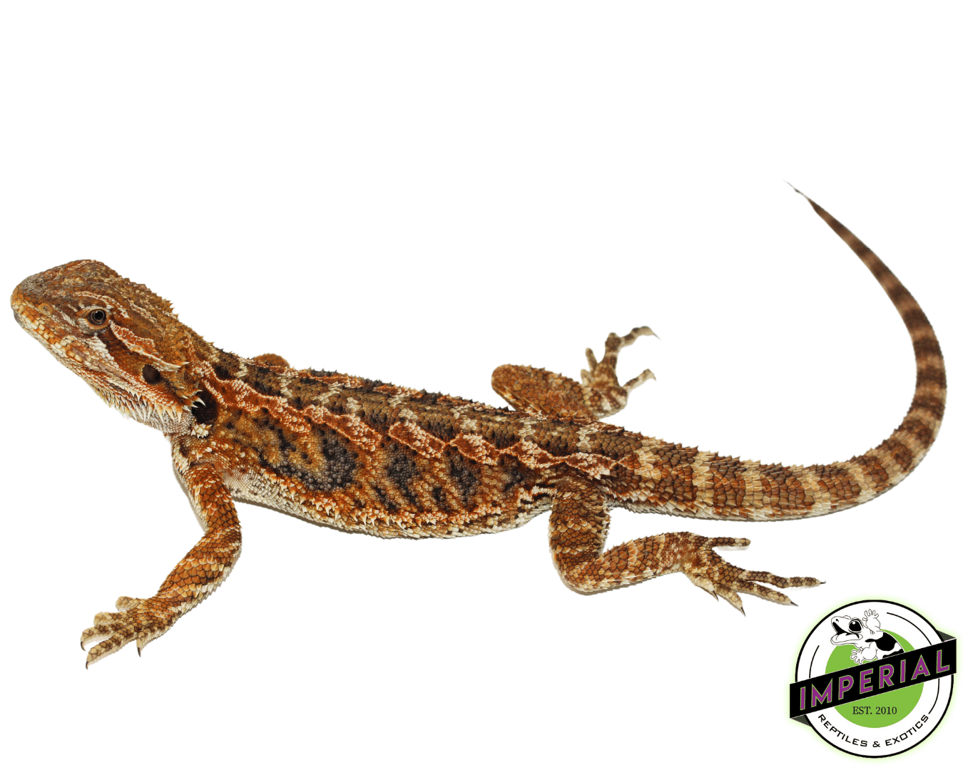 Blue Bar Citrus Bearded Dragon For Sale - Imperial Reptiles – IMPERIAL REPTILES & EXOTICS
