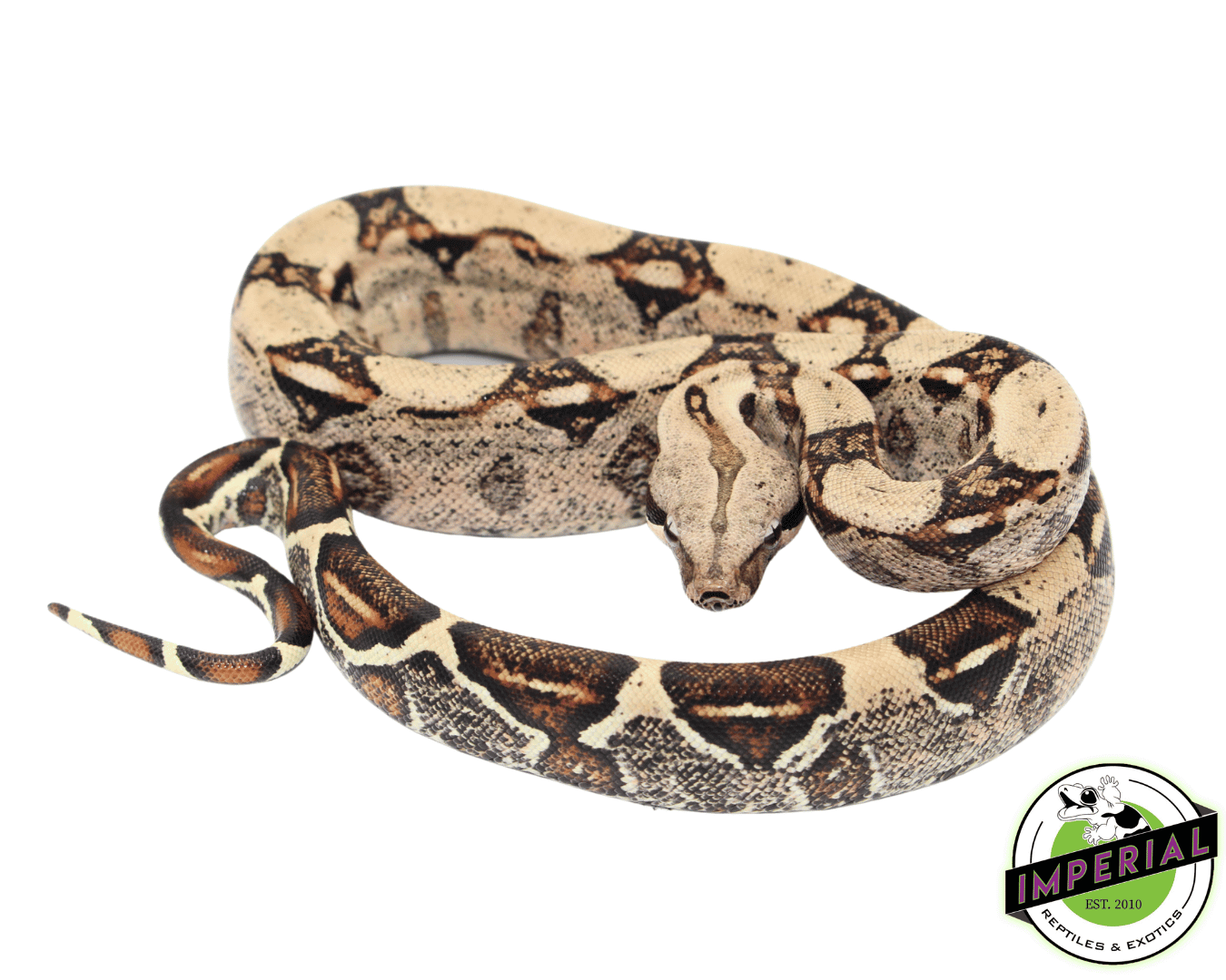colombian red tail boa constrictor for sale, buy reptiles online