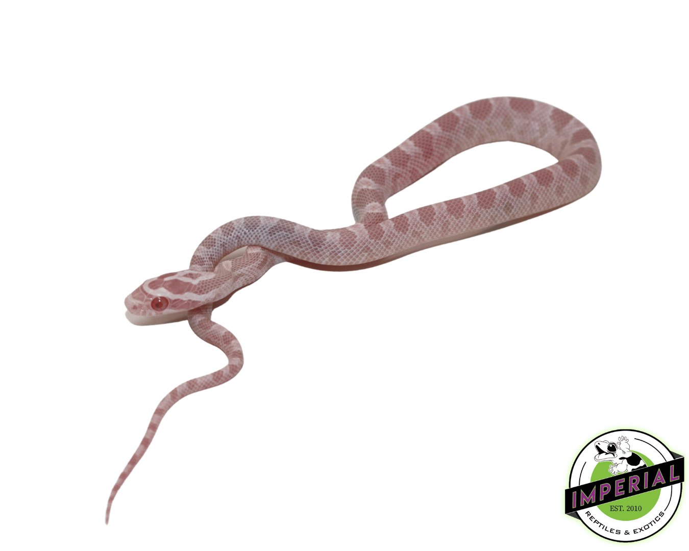 Coral Pink Snow Corn Snake For Sale Imperial Reptiles IMPERIAL