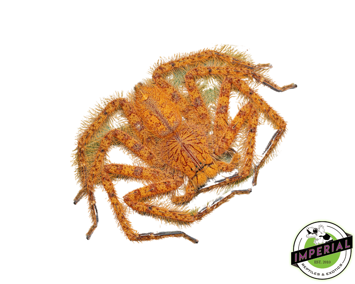 Orange Huntsman Spider For Sale Imperial Reptiles IMPERIAL REPTILES