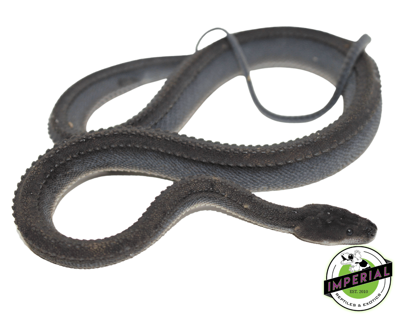 Dragon Snake For Sale - Imperial Reptiles – IMPERIAL REPTILES Dragon Snake For Sale - Imperial Reptiles – IMPERIAL REPTILES