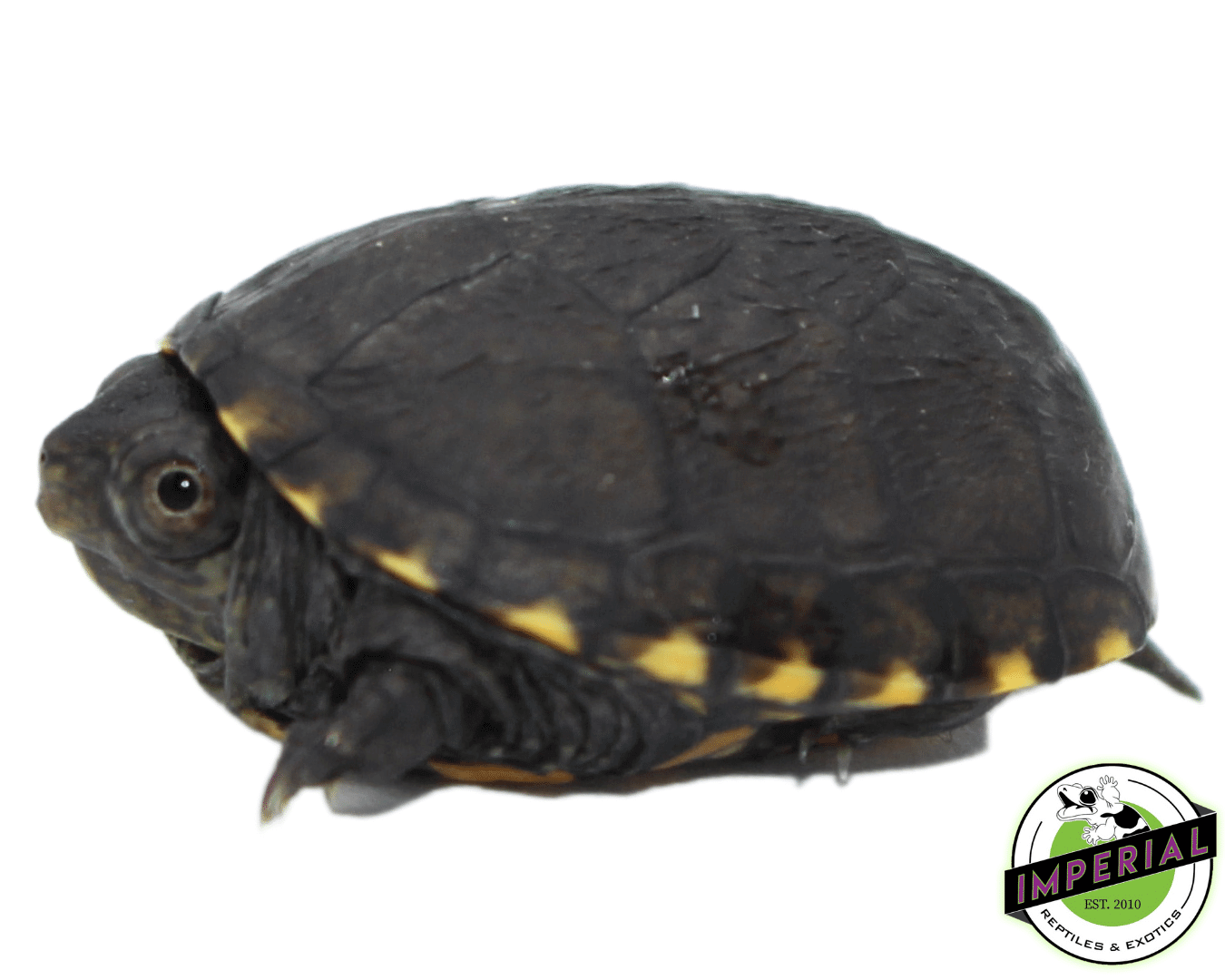 eastern mud turtle for sale, buy reptiles online