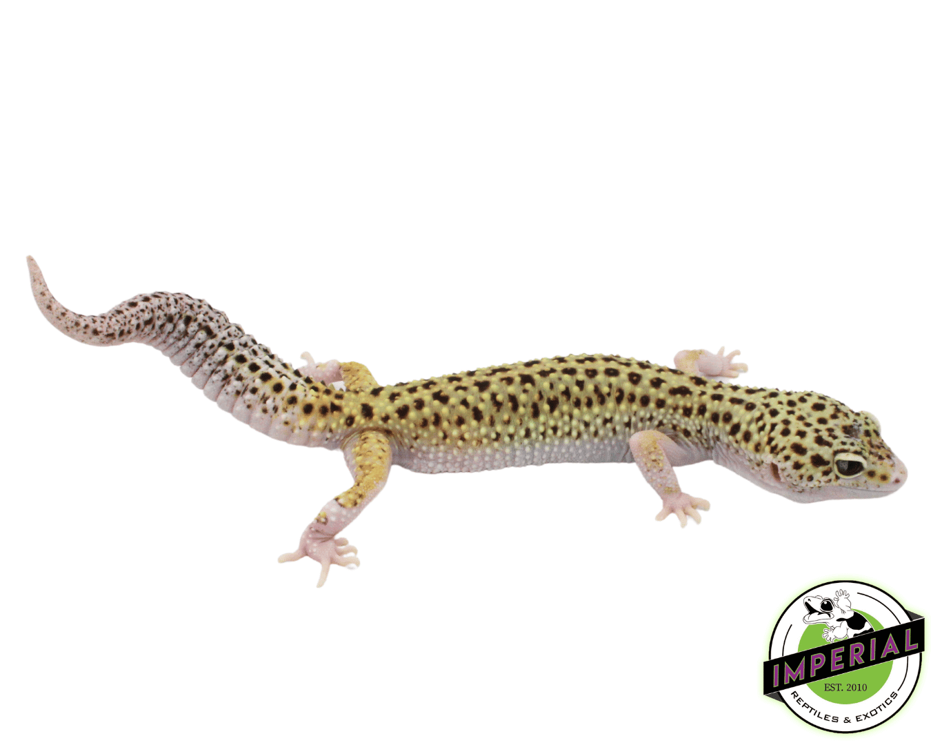 Exotic leopard deals geckos for sale