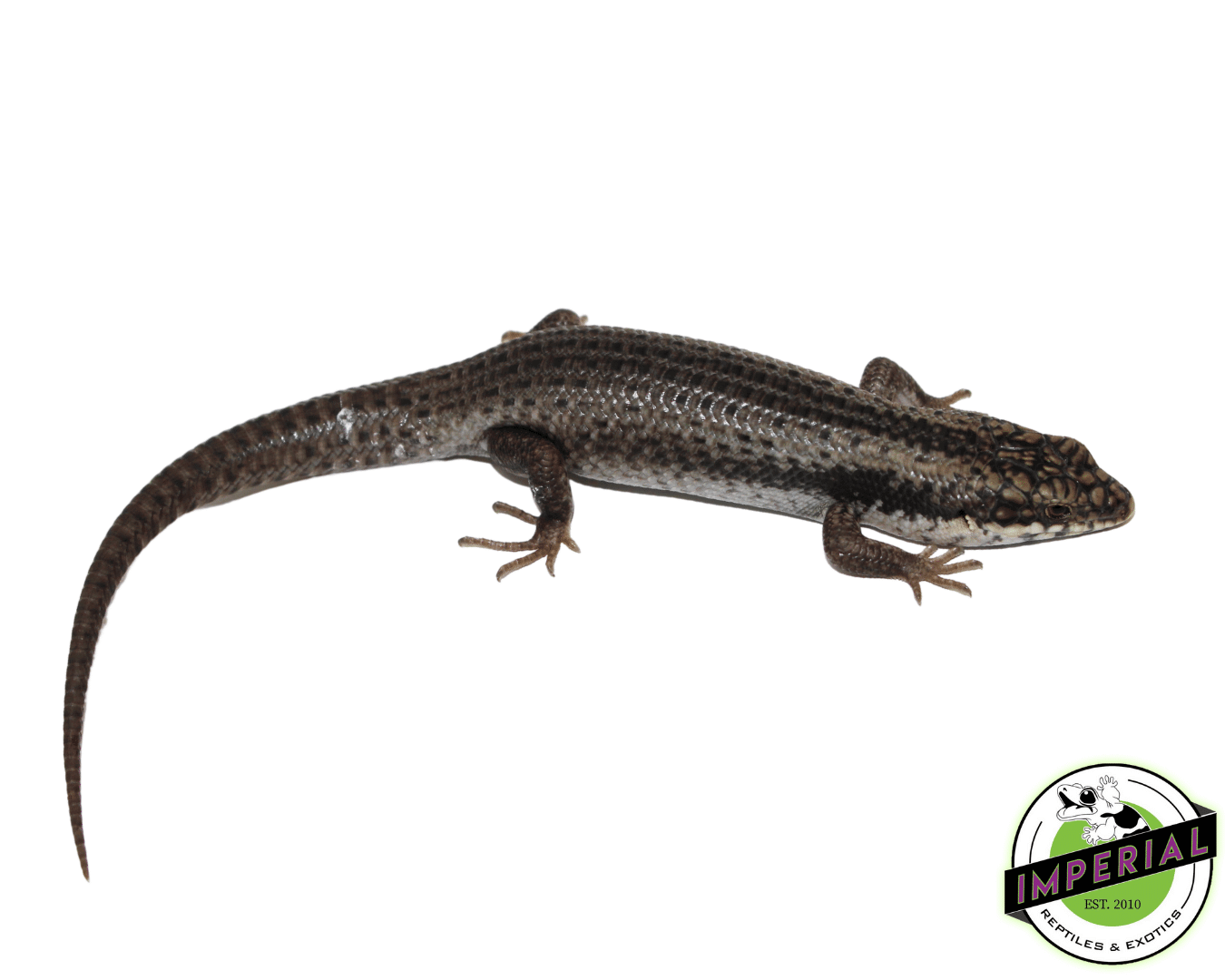 skink for sale, buy reptiles online
