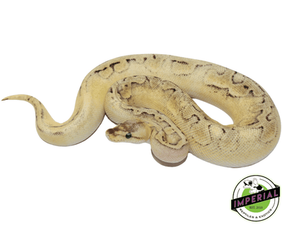 Champagne Enchi ball python for sale, buy reptiles online