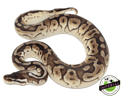 Enchi Pewter ball python for sale, buy reptiles online